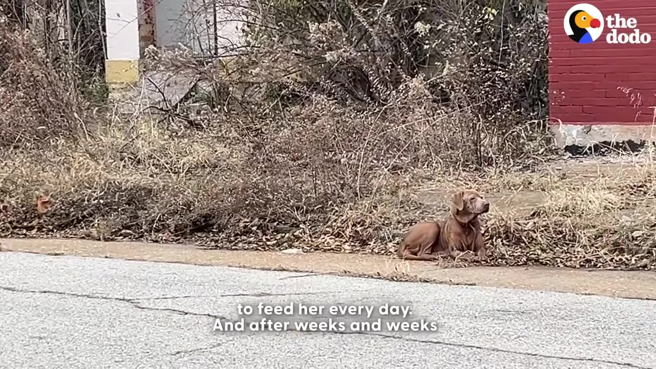 A brown dog sits patiently on the side of a paved road next to dry brush and a red brick building.