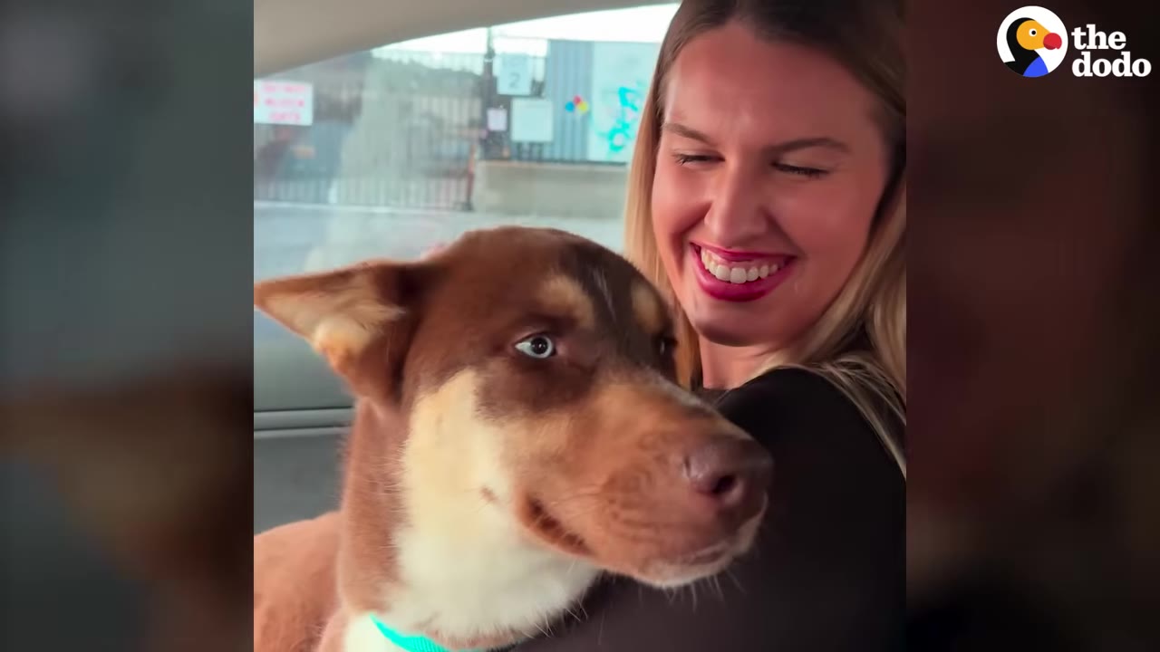 A smiling woman hugs a brown and white dog with blue eyes inside a car.