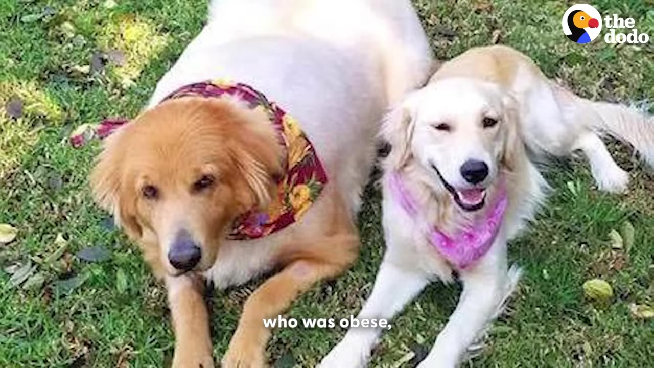 Two golden retrievers lying on the grass, one wearing a colorful floral bandana and the other wearing a pink bandana.