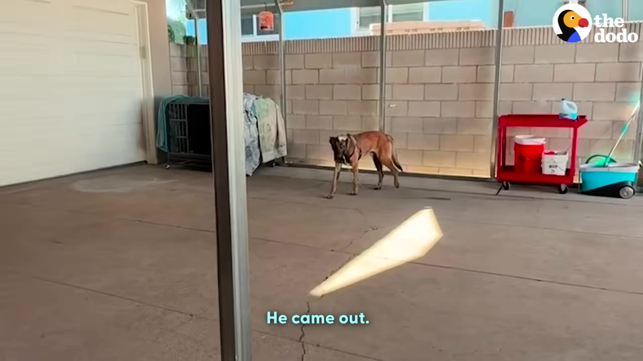 A brown dog stands in a concrete driveway area, looking alertly towards the side as if startled.