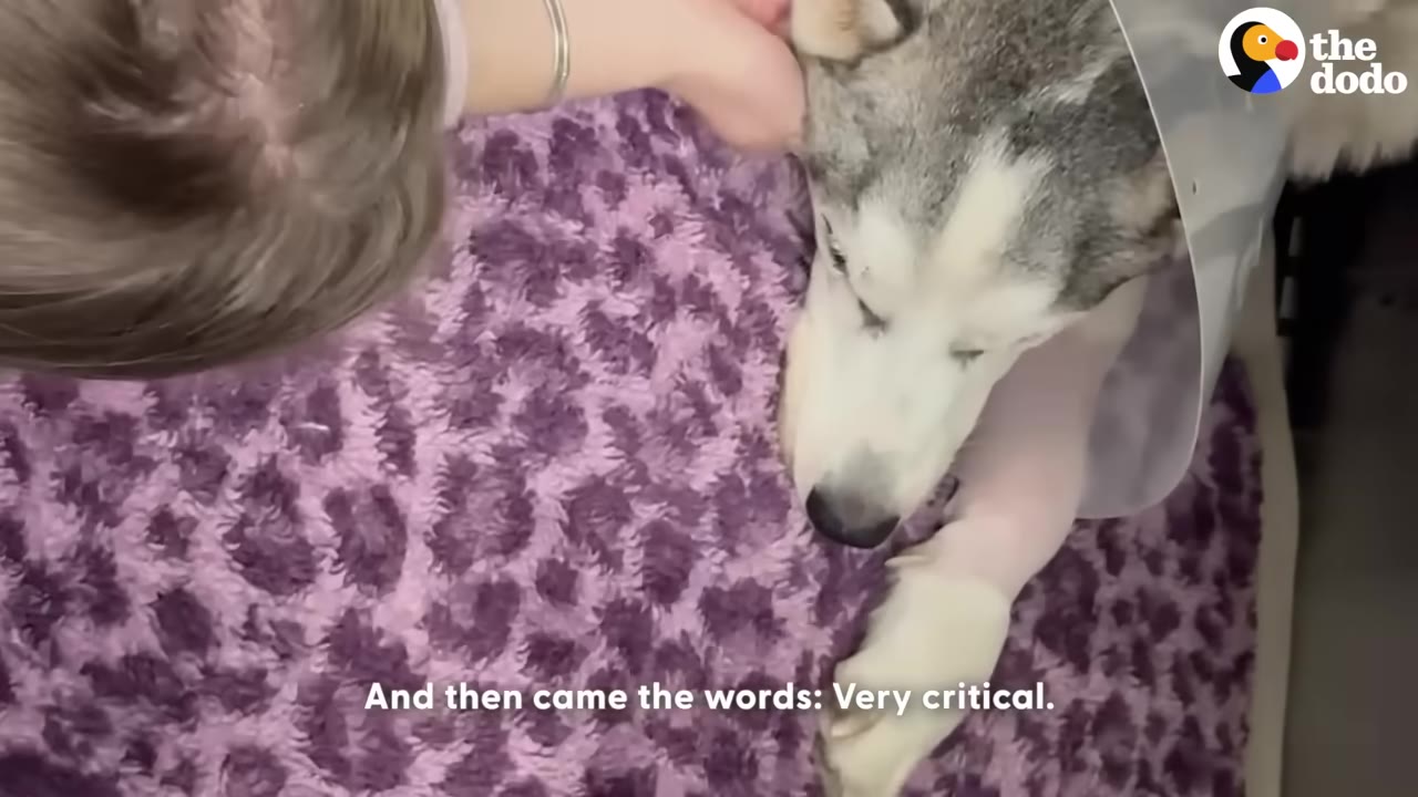 An overhead view of a sick husky dog wearing a plastic medical cone, lying on a purple leopard-print blanket while being gently petted on the head.