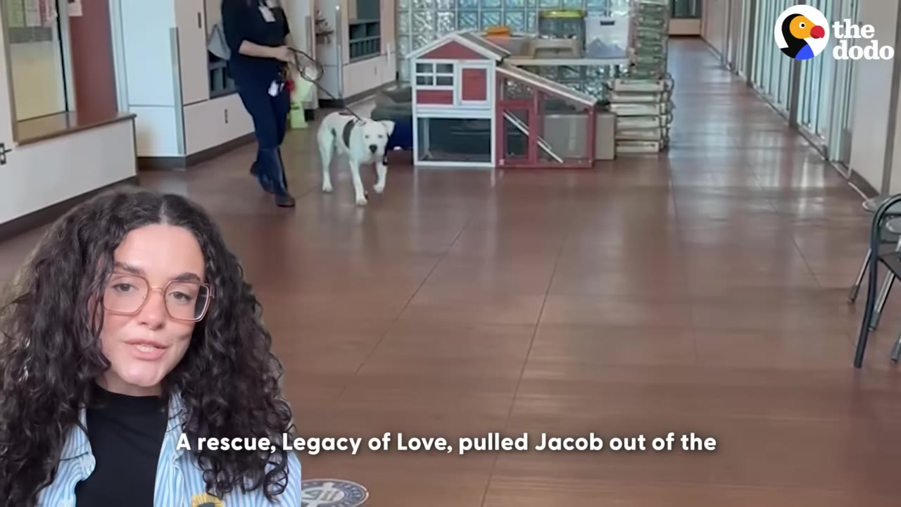 A white dog with black patches is walked on a leash down a shelter hallway by a staff member, with a presenter in the foreground.