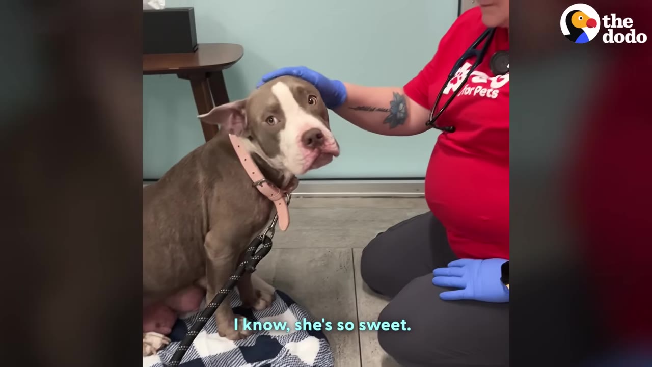 A light brown and white dog with a pink collar sits on a blue and white plaid blanket while a veterinary worker in a red shirt and blue gloves gently pets her head.