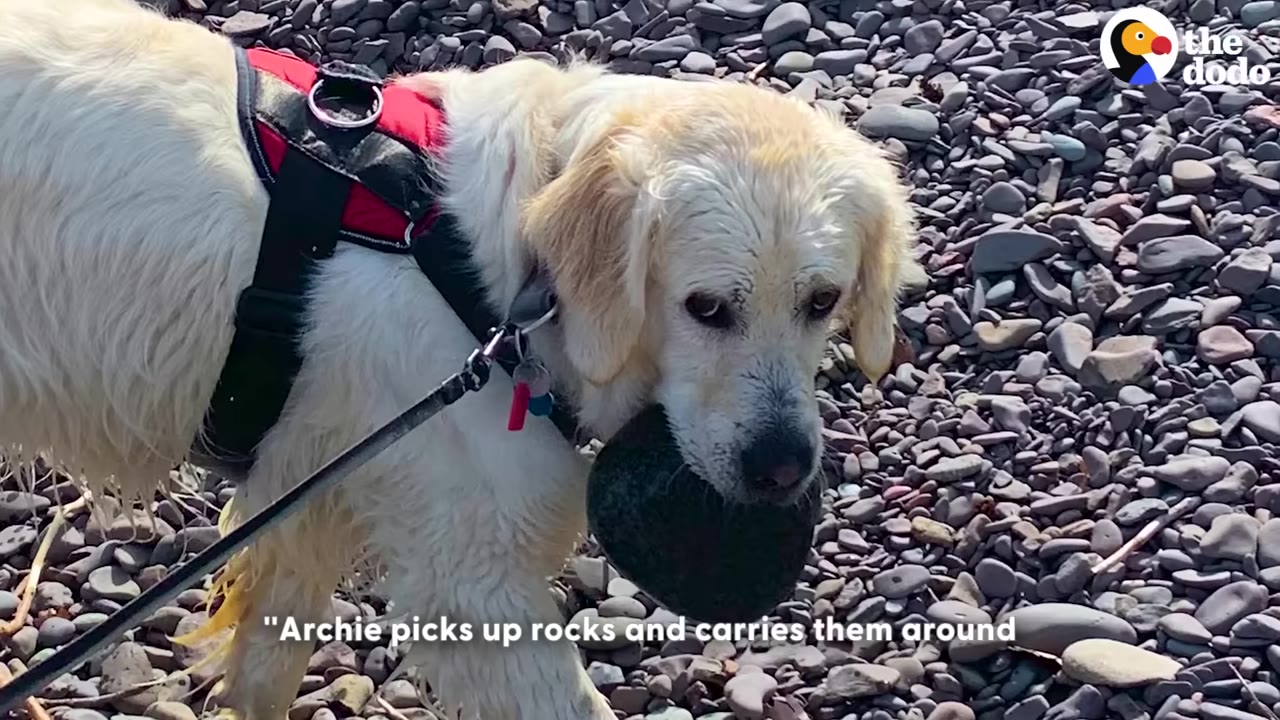 A golden retriever wearing a red harness walks on a rocky beach while carrying a large, dark, round stone in its mouth.