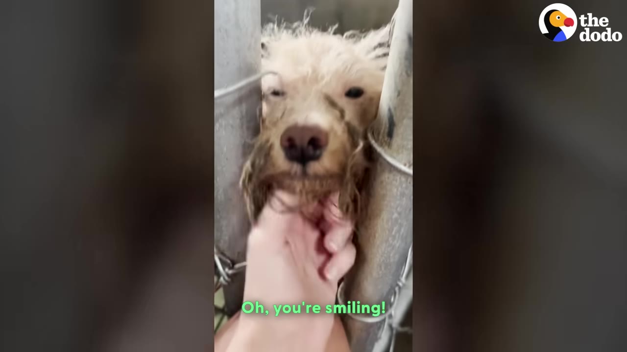 A small, scruffy light-colored dog behind metal bars smiles as a person gently scratches its chin.