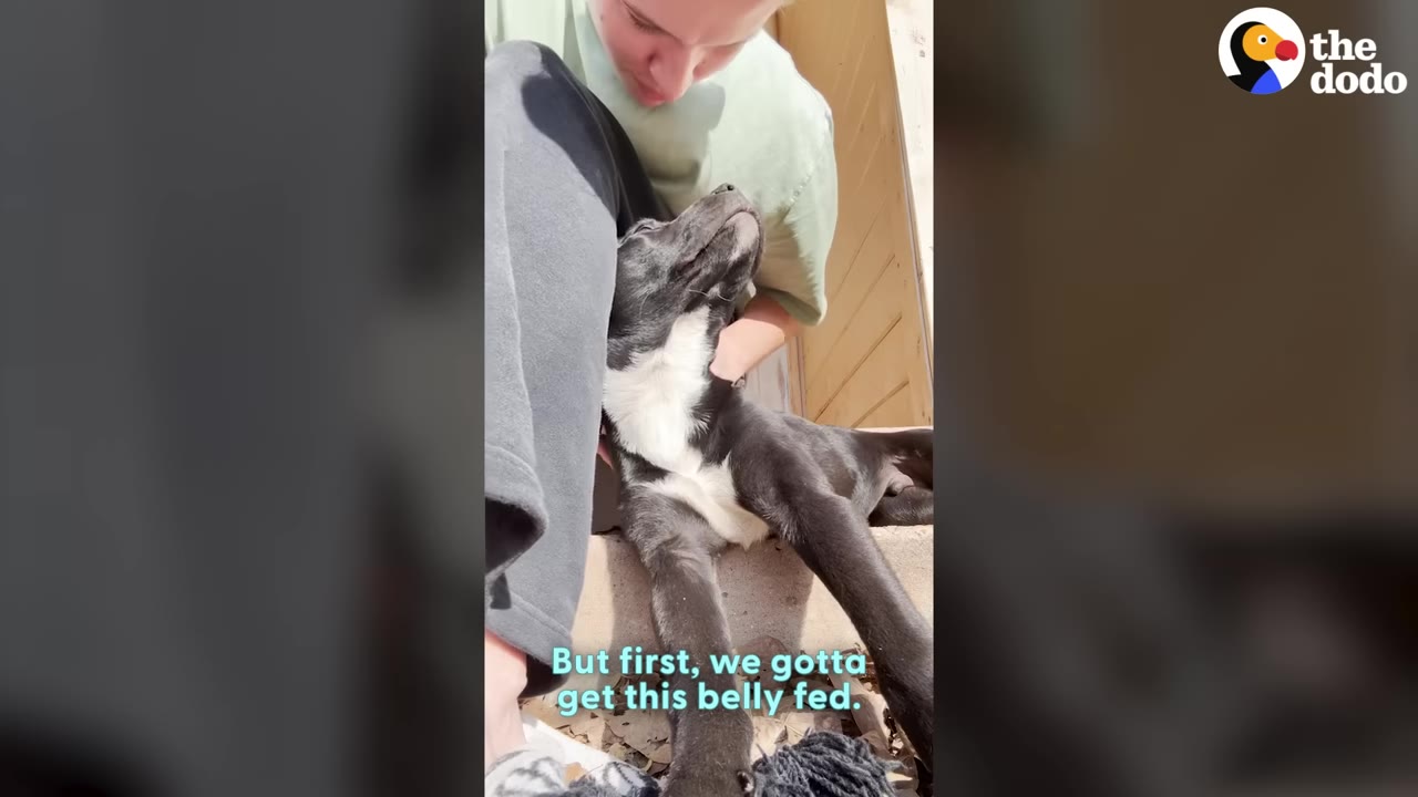 A black and white puppy leans its head back against a person's leg as they sit on some steps, with text overlay reading 'But first, we gotta get this belly fed.'