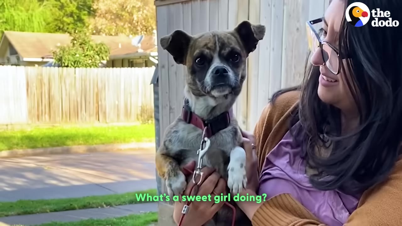 A woman wearing glasses and a brown cardigan holds a small brindle dog with white paws and a pink collar in her arms.