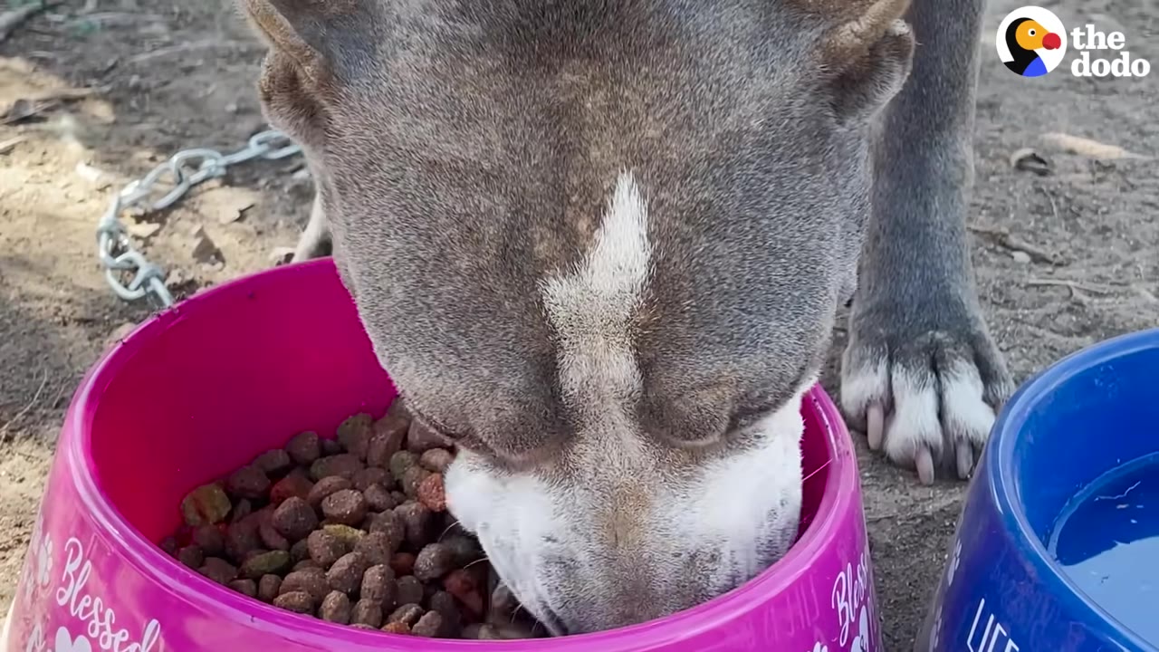 A gray and white dog eating kibble from a pink bowl on the ground, with a metal chain visible in the background.