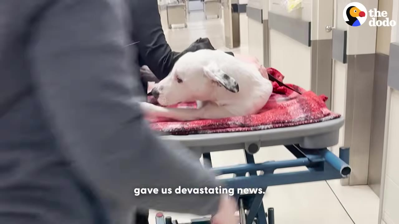 A white dog lies on a red blanket on a medical gurney in a veterinary hospital hallway.