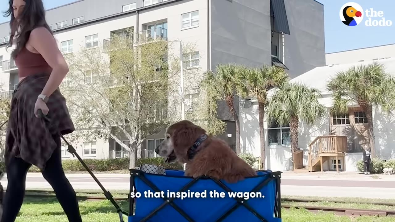 A golden retriever sits inside a blue folding wagon being pulled by a woman outdoors on a sunny day.