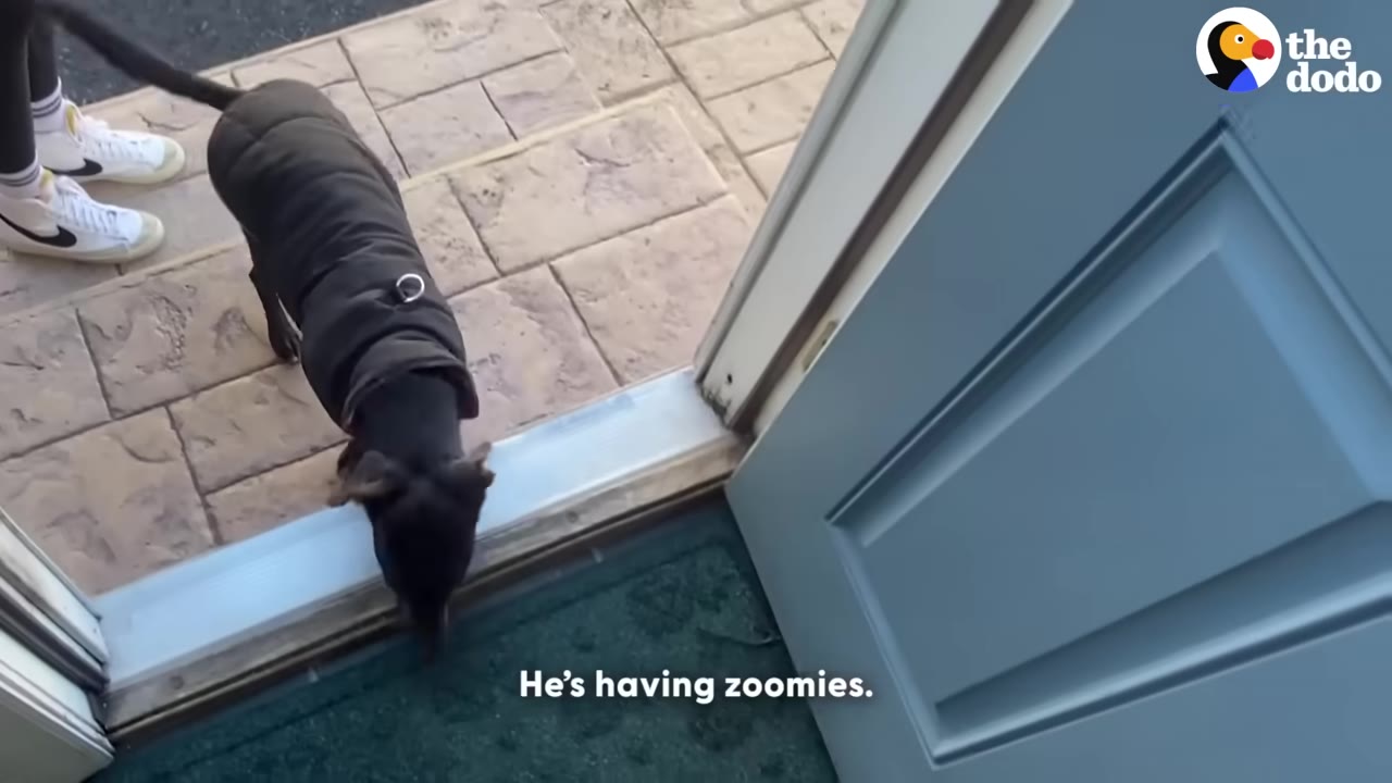 A small black dog wearing a dark winter coat steps over the threshold of an open blue door into a house.