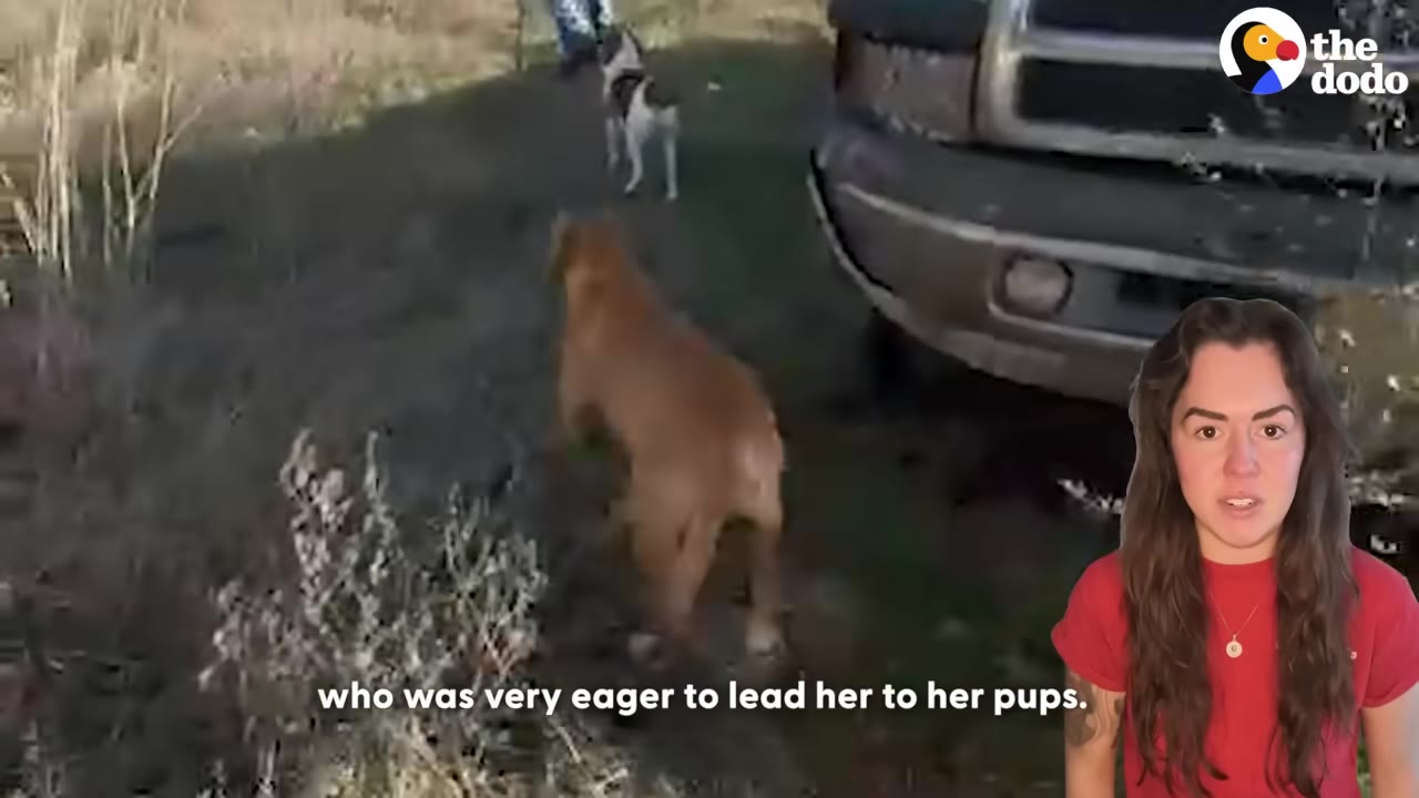 A brown dog walks along a dirt path next to a vehicle, leading the way, with a woman in a red shirt shown in a picture-in-picture frame on the right.