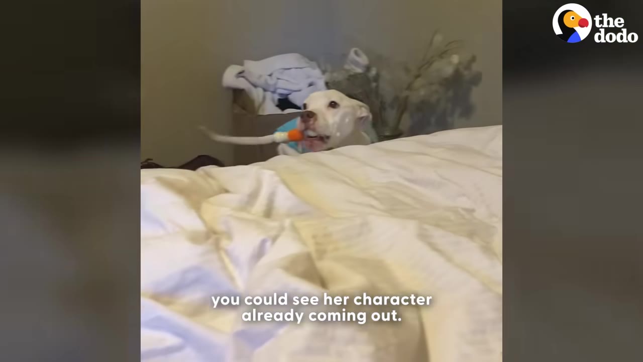 A white dog peeks over the edge of a bed with a toy in its mouth, showing its playful personality.