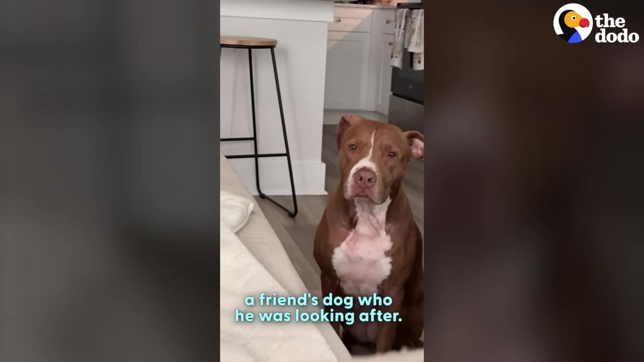 A brown and white pit bull mix sitting on the floor in a kitchen, looking directly at the camera.