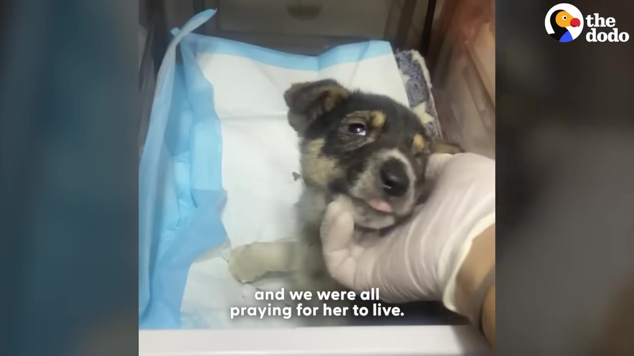 A small, fragile puppy lies on a blue and white pad inside a medical incubator while a gloved hand gently cradles its chin.