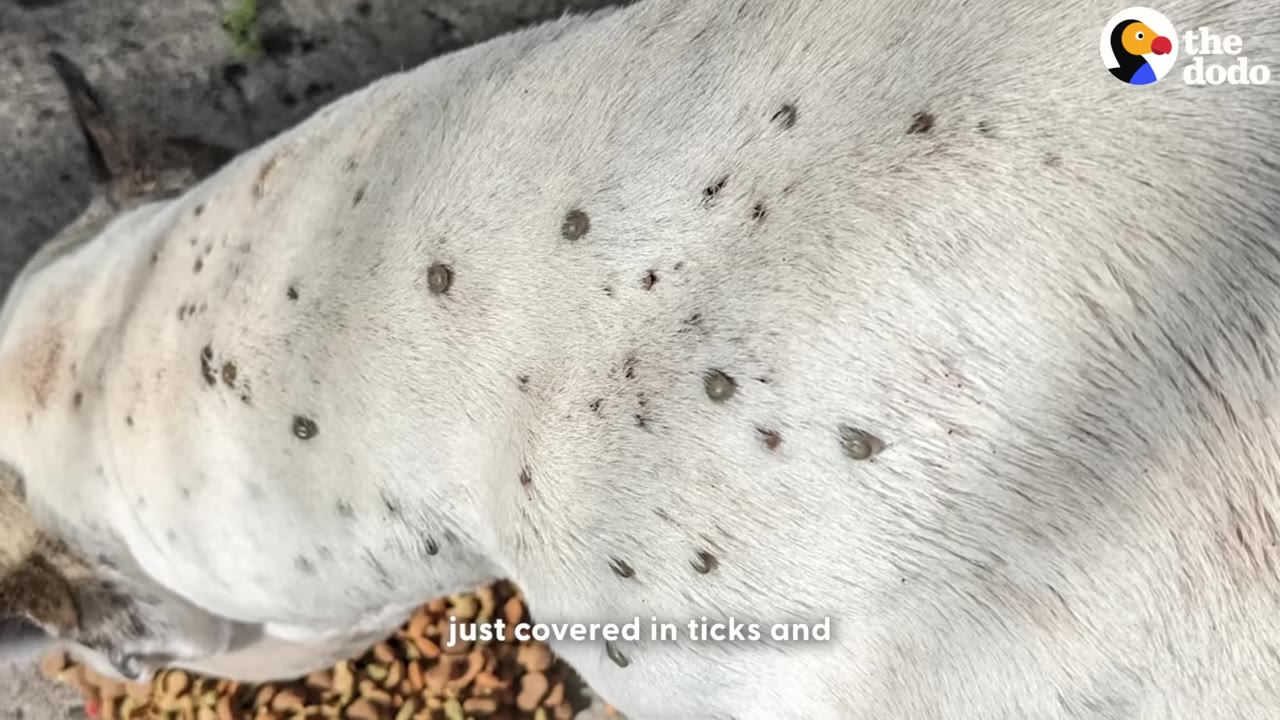 A close-up shot of a white dog's back covered in numerous dark ticks.