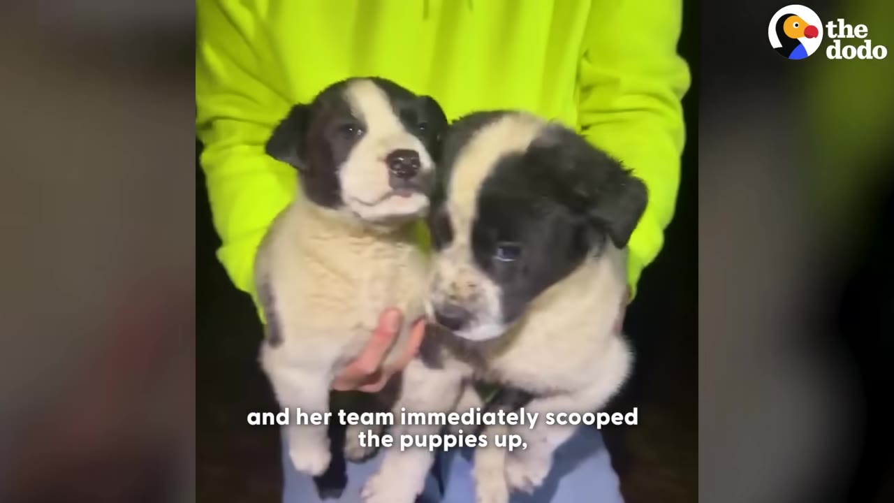 A person wearing a bright yellow hoodie holds two black-and-white puppies close to their chest.