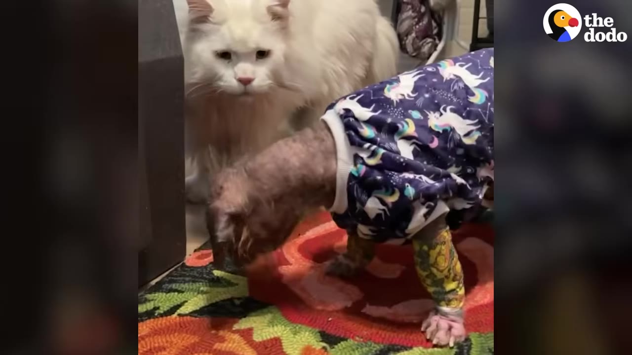 A small, hairless dog wearing a unicorn-patterned shirt stands on a colorful rug next to a large, fluffy white cat.