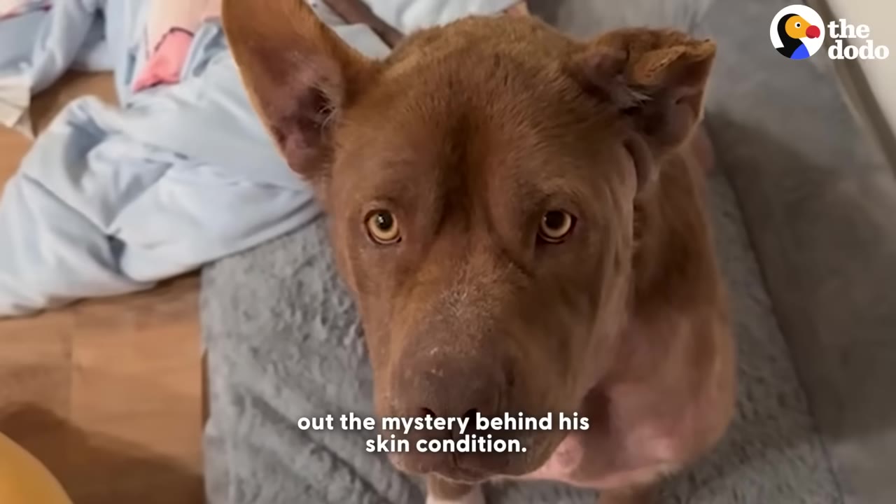 A close-up shot of a brown dog with short hair and some hair loss on his neck, looking up with expressive brown eyes.