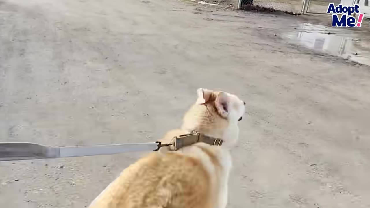 A light-colored dog on a leash being led outside on a dirt path.
