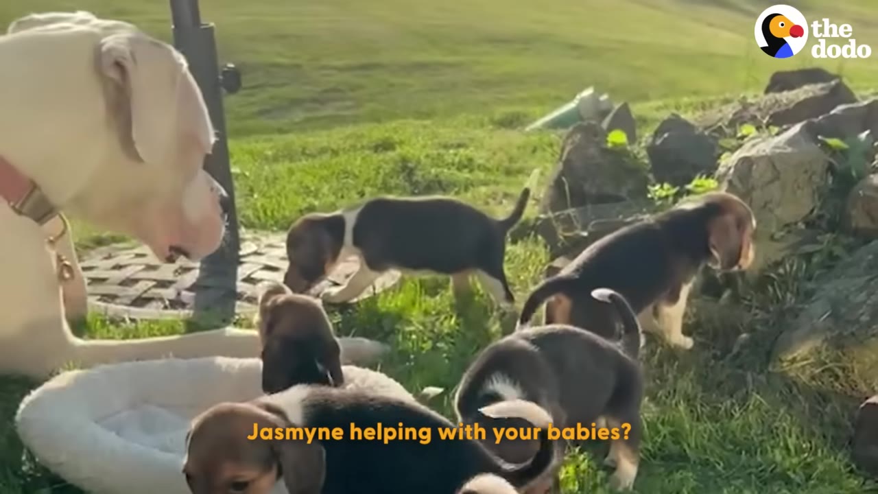 A large, light-colored dog lies on a grassy lawn, watching several small beagle puppies play nearby.