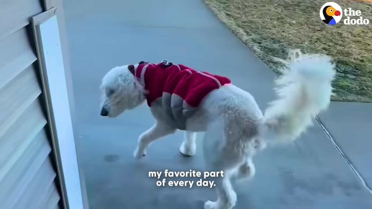A fluffy white dog wearing a red and grey coat walks along a concrete path outside a house.