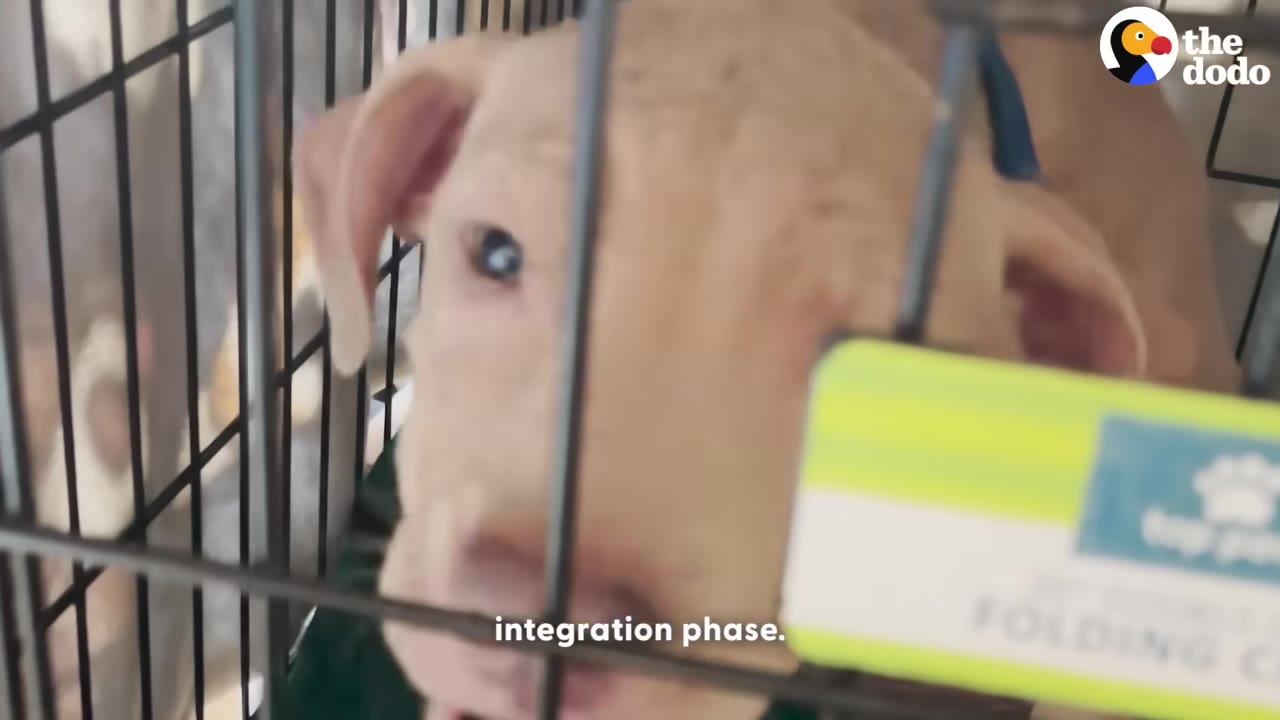A close-up of a light-colored puppy looking out from inside a wire crate.