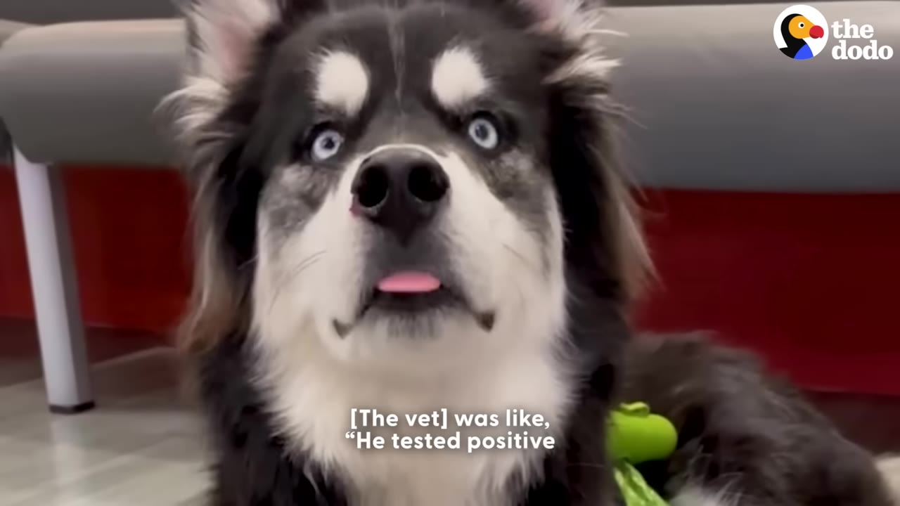A close-up of a black and white Husky with bright blue eyes looking directly at the camera with its tongue slightly out.