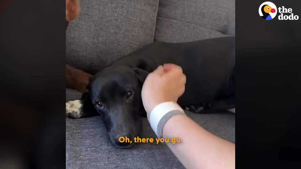 A person's hand gently petting a black dog lying on a grey couch.