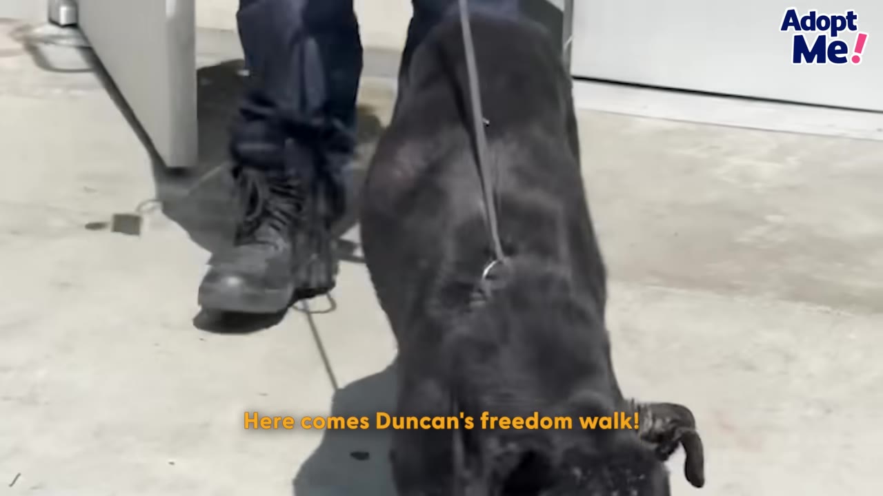 A black dog on a leash walks forward outdoors next to a person wearing dark pants and boots.