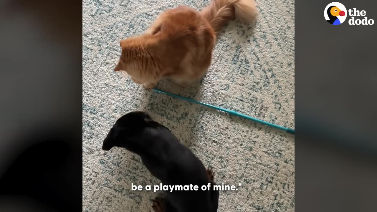 An overhead shot of an orange cat and a black puppy on a patterned rug, with a long blue wand toy lying on the floor between them.