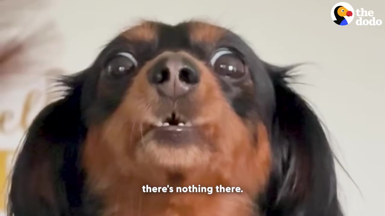 A close-up of a black and tan dachshund staring wide-eyed directly at the camera with a funny, blank expression.
