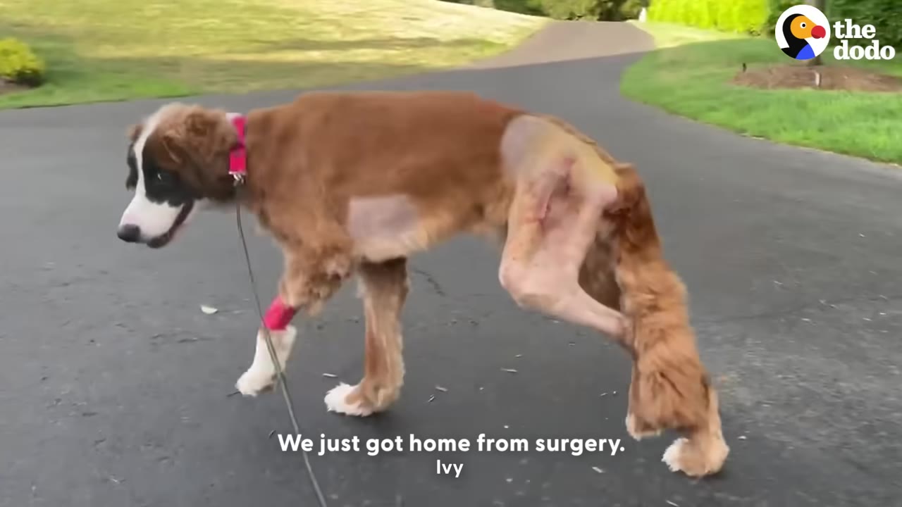 A brown and white dog with shaved patches on its leg and side walks on a paved driveway after surgery.
