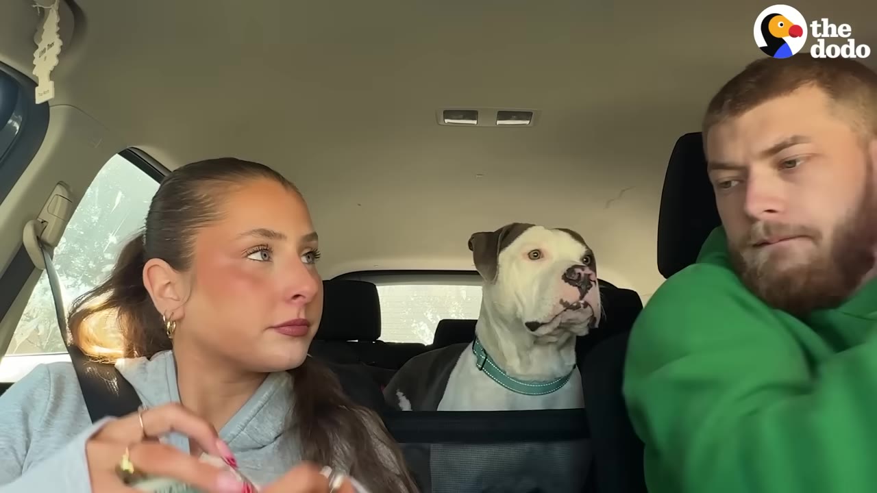 A woman with her hair tied back and a man in a green hoodie sit in the front seats of a car, looking towards each other, while a white and grey dog with a blue collar sits in the back seat looking forward.