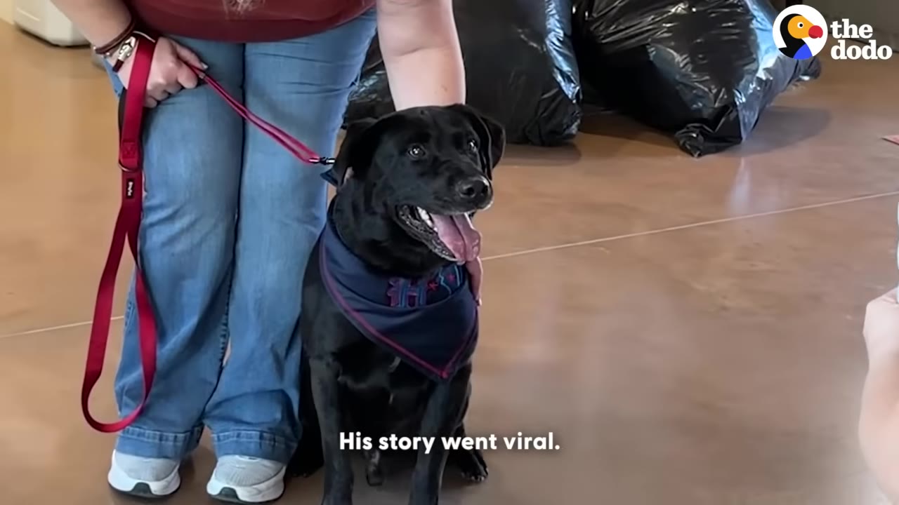 A black dog wearing a blue bandana sits next to a person in blue jeans holding a red leash, with the text 'His story went viral.' on the screen.
