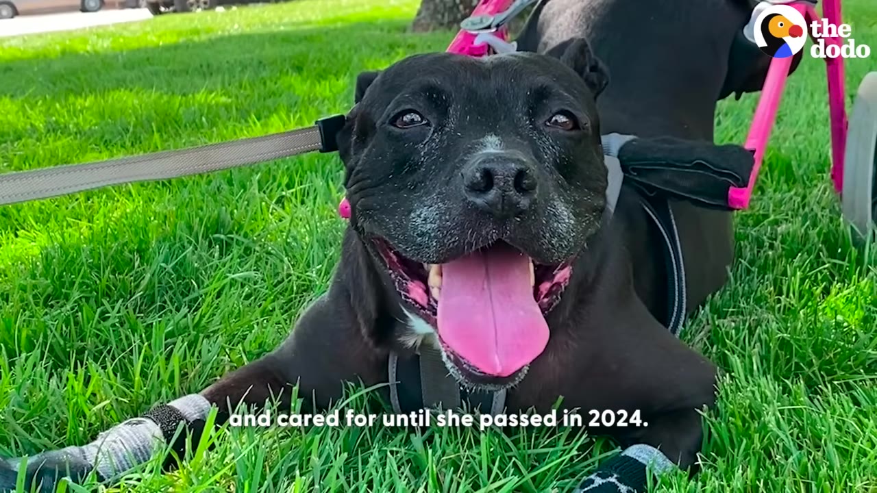 A close-up of a smiling black dog with a grey muzzle lying on green grass, wearing a harness attached to a pink wheelchair.