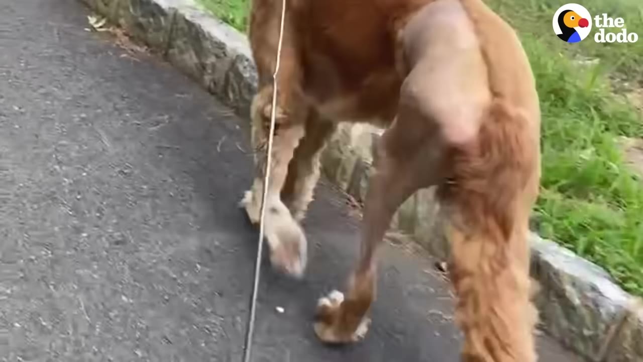 A close-up shot of a golden-brown dog walking on a leash along a paved path, showing its thin hind legs and shaved fur on its back.