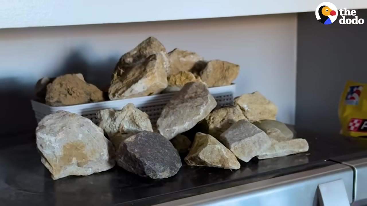 A large collection of various light-colored and grey rocks piled on a dark countertop and in a white basket.