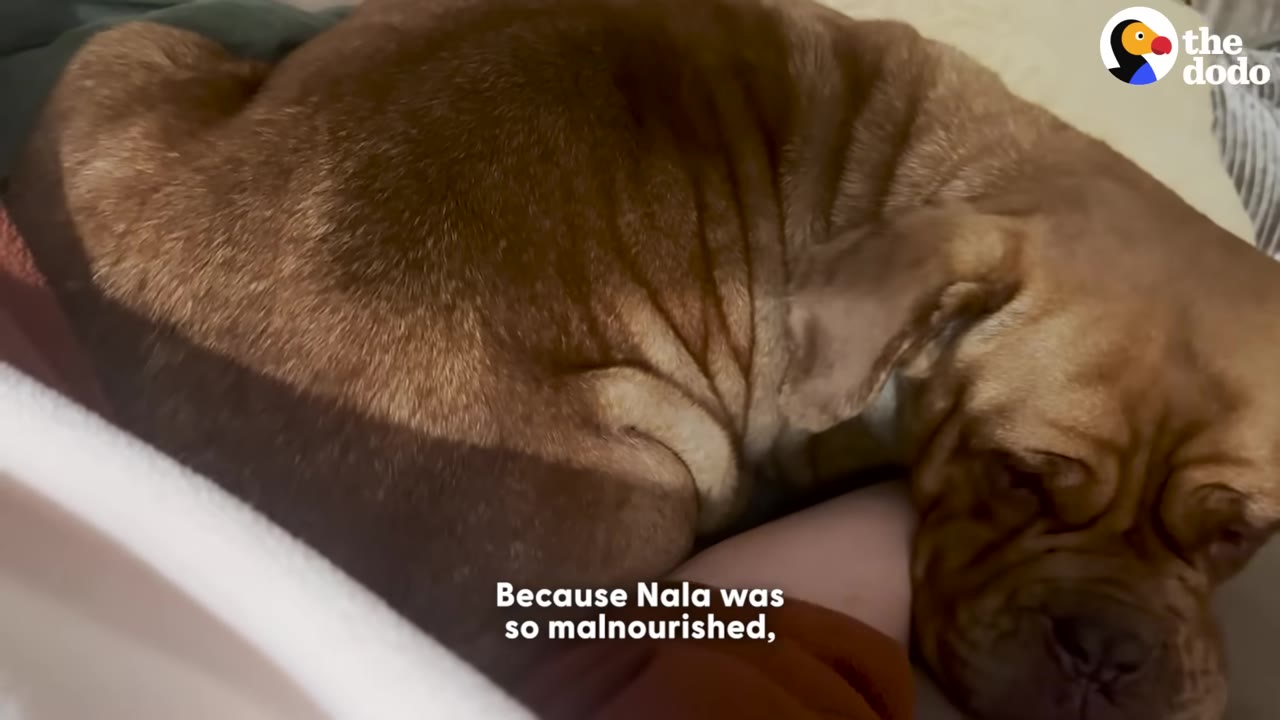 A close-up of a brown dog with wrinkled skin resting her head on a person's arm.