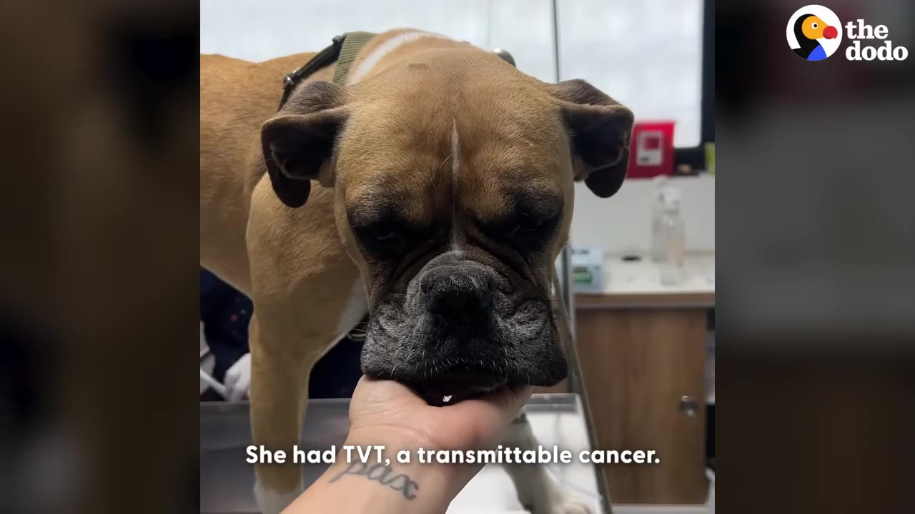 A tan boxer dog stands on a metal examination table at a veterinary clinic, resting its chin in a person's hand.