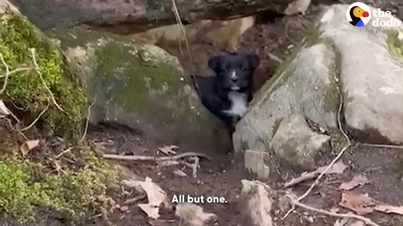 A small black puppy with a white chest peeks out from a narrow opening between mossy rocks.