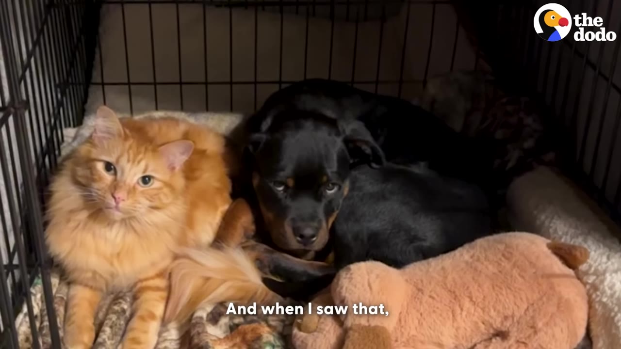 A fluffy orange cat and a black puppy lying together peacefully inside a wire dog kennel.
