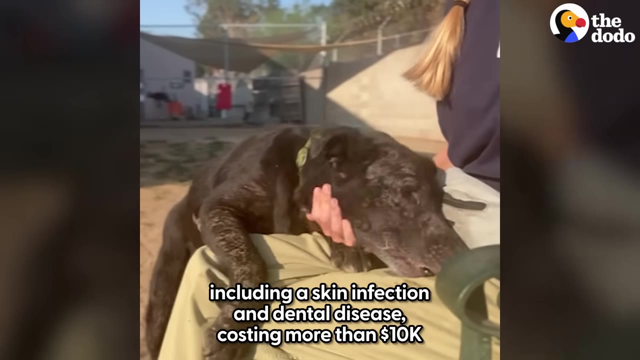 A black dog with visible skin issues rests its head on a person's lap outdoors.