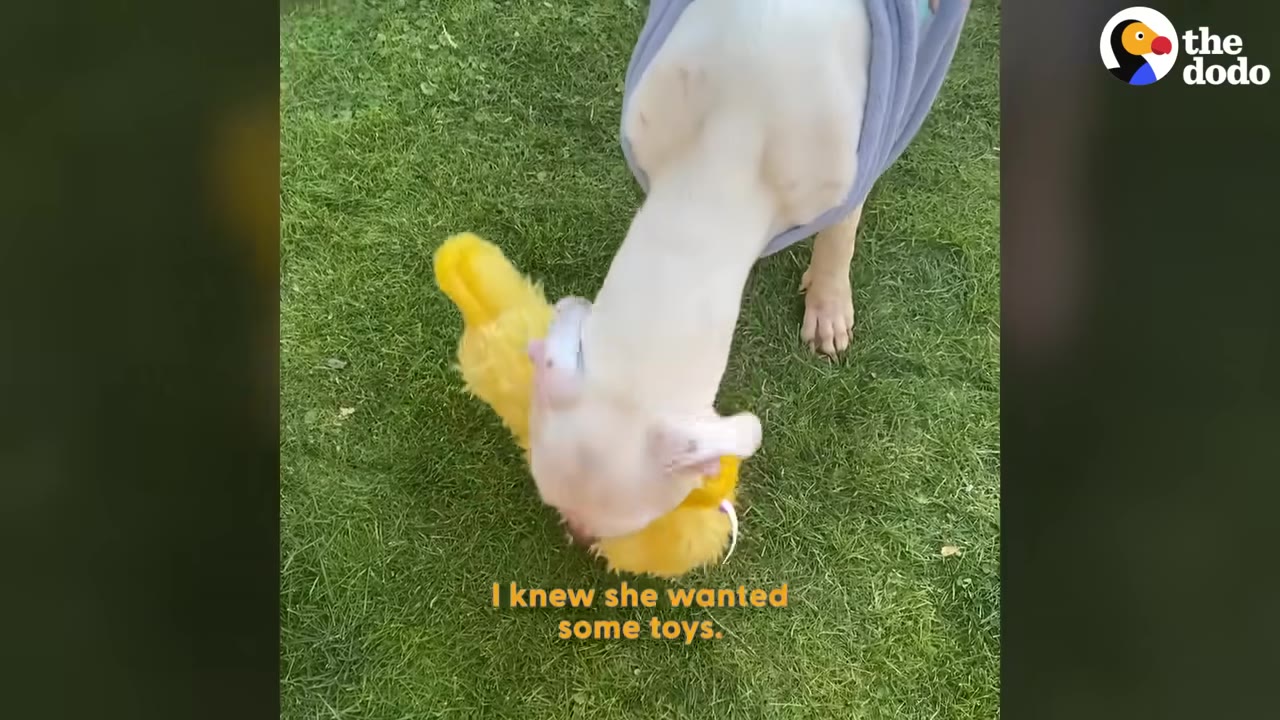 A white dog wearing a light blue shirt plays with a large yellow plush duck toy on green grass.