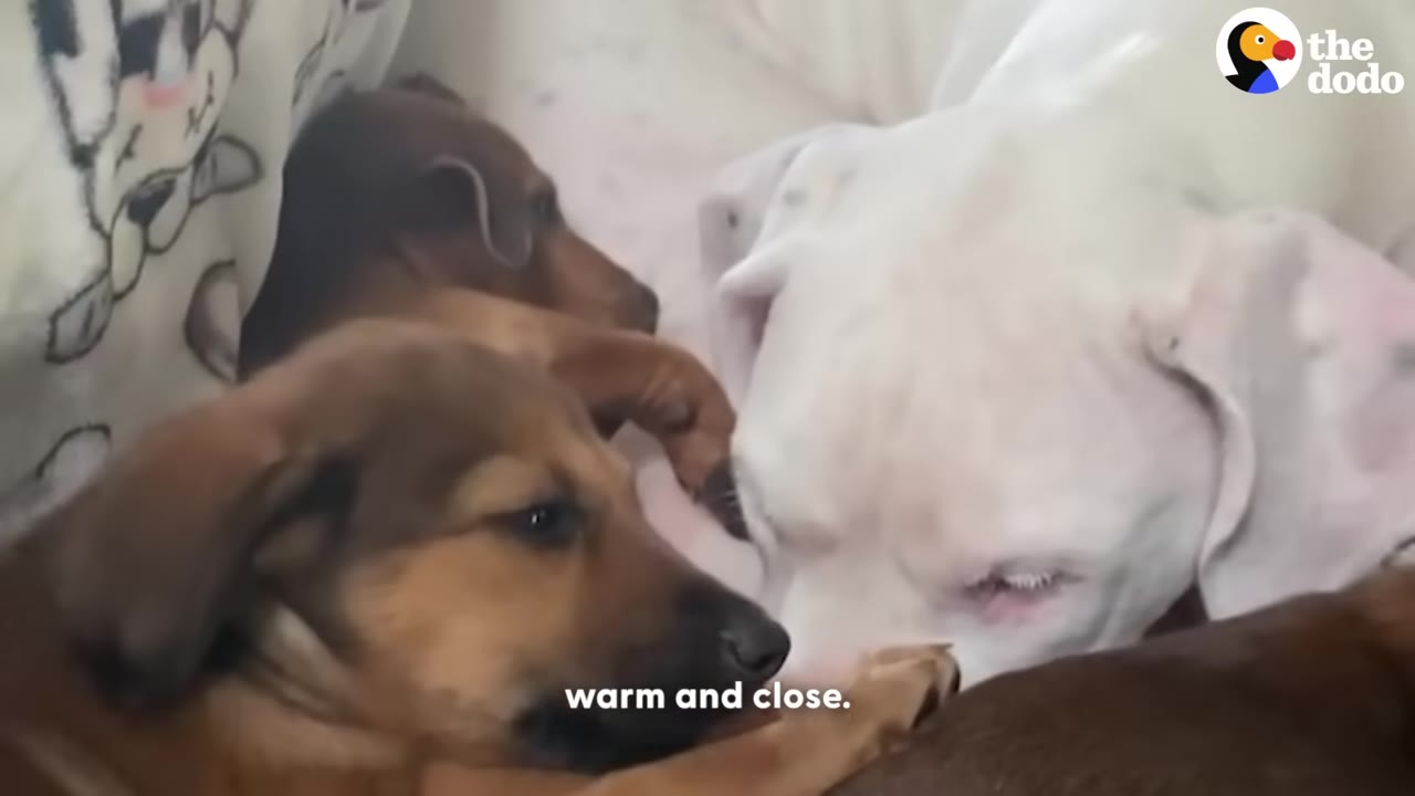 A white dog lies down close to several small brown puppies on a bed.