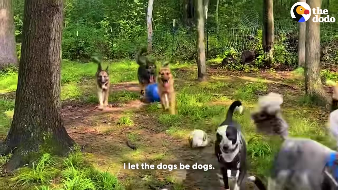 Several energetic dogs run freely through a lush, green wooded area with trees and grass.
