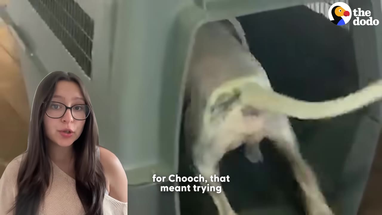 A split screen showing a young woman with glasses speaking on the left, and a dog walking on an underwater treadmill for physical therapy on the right.