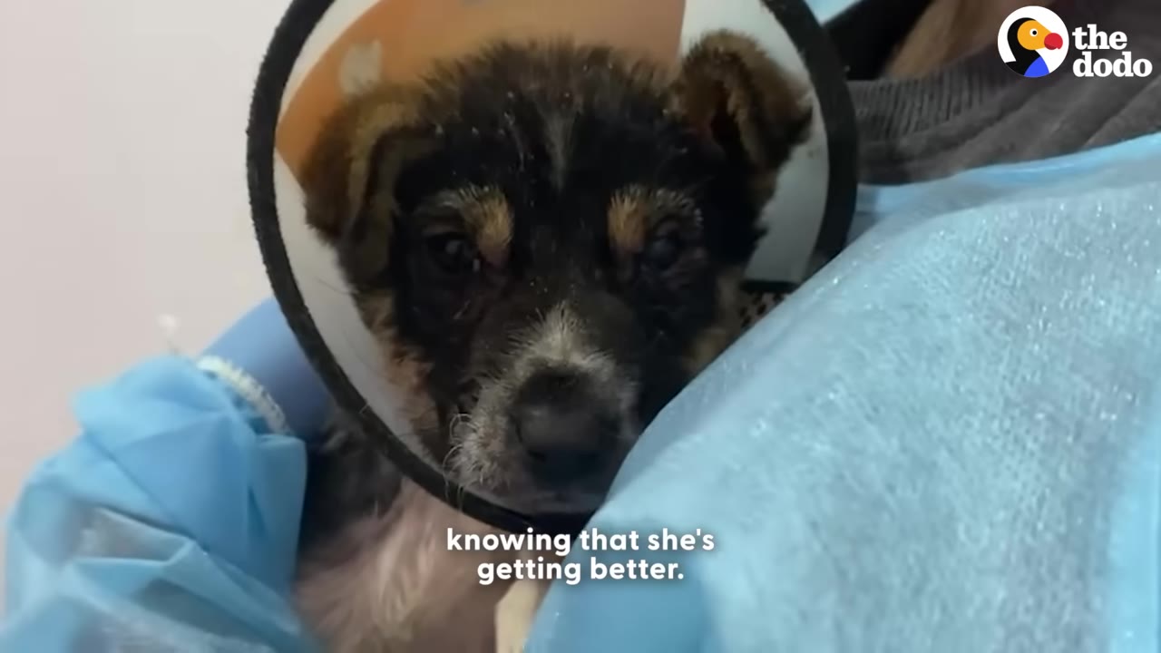 A close-up of a small black and tan puppy wearing a protective plastic cone, looking directly into the camera while being held by someone in a blue medical gown.