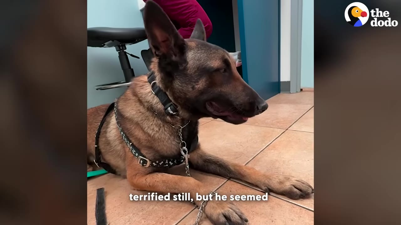 A German Shepherd dog lies on a tiled floor inside a veterinary clinic, looking alert and anxious.