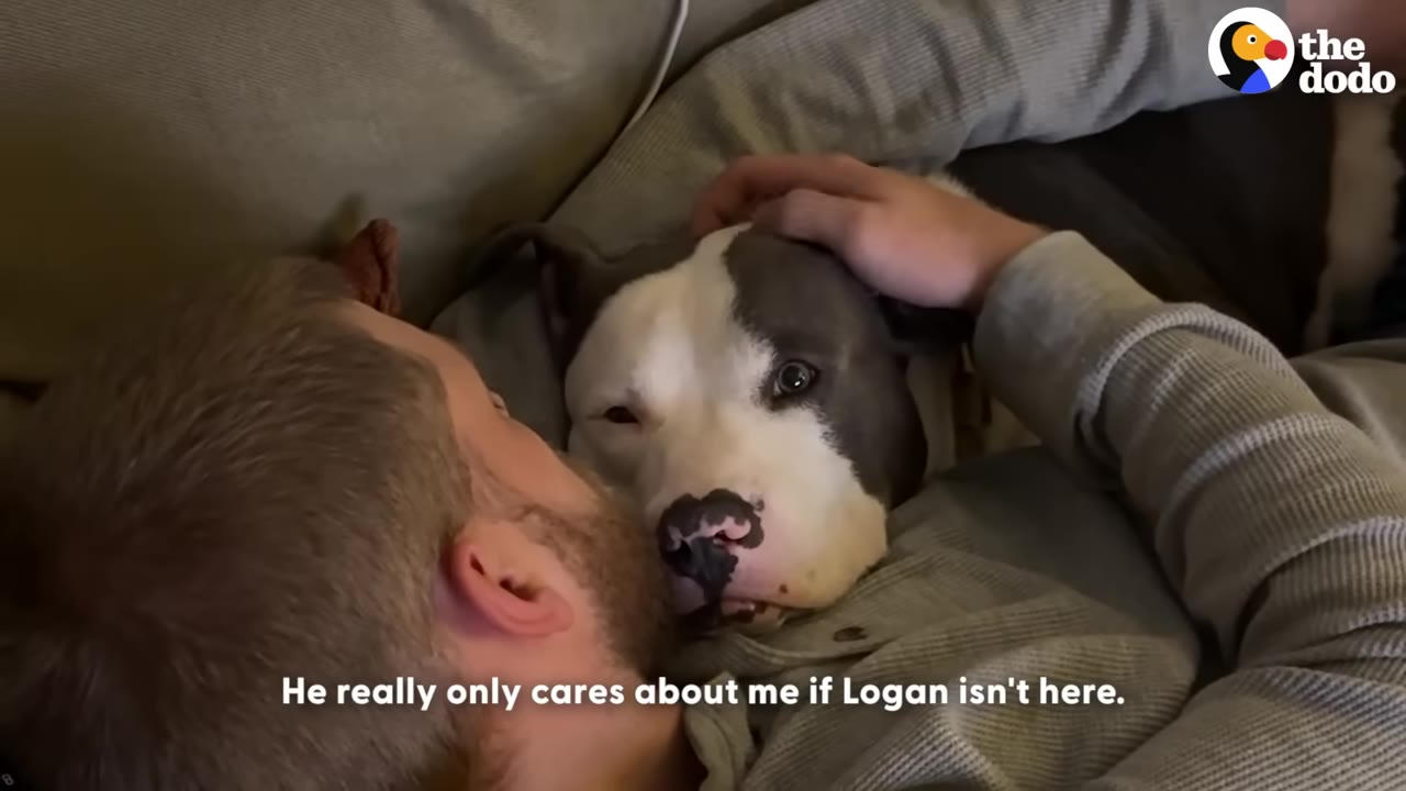 A grey and white pit bull-type dog lies comfortably next to a man who is gently petting his head.